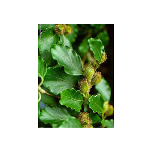MSA FAGUS SYLVATICA 50 ML